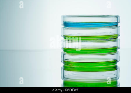 Blue and green liquids in petri dishes, plain background Stock Photo