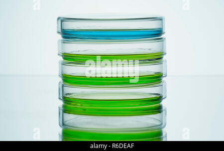 Blue and green liquids in petri dishes, plain background Stock Photo