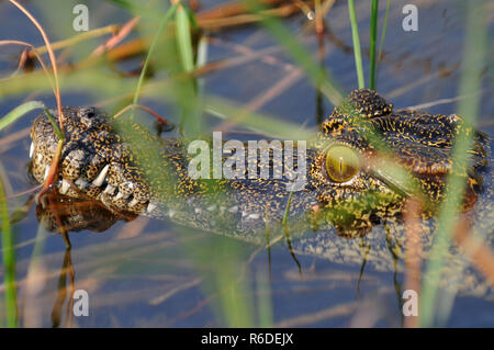 Africa, Botswana Crocodile In Okavango River Stock Photo