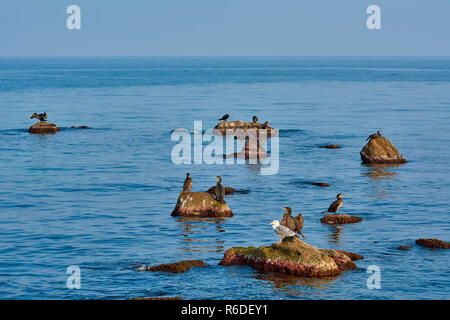 Cormorants on the Rocks Stock Photo