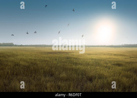 Flying birds above green grass field