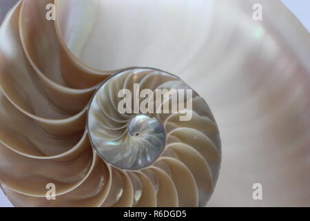nautilus shell symmetry Fibonacci half cross section spiral golden ratio structure growth close up back lit mother of pearl close up ( pompilius nautilus ) Stock Photo