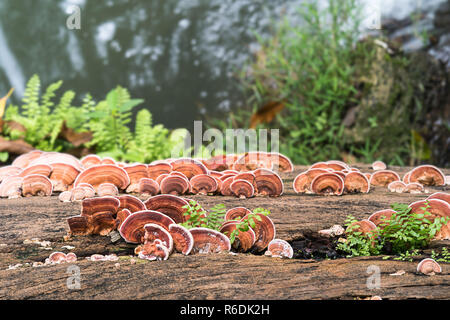 Close up shot of mushroom on wood Stock Photo