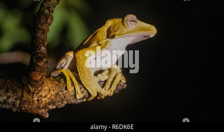 Borneo Eared Frog Stock Photo