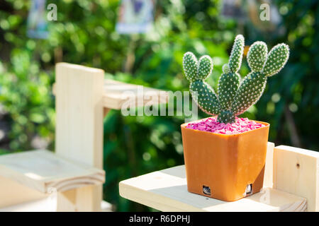 Outdoor small green cactus plant in the tiny flower pot on the wooden table garden furniture on a sunny day. Stock Photo