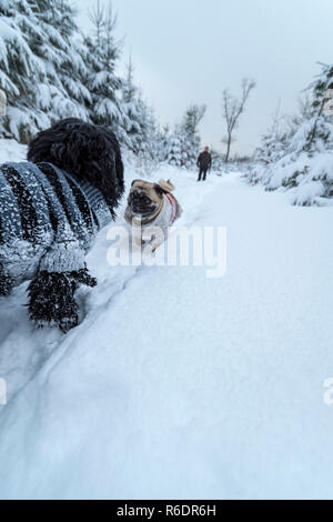 2 little dogs (one is a pug) are wearing wool sweaters. They walk through the deep snow. A walk in the snowy winter forest. Stock Photo