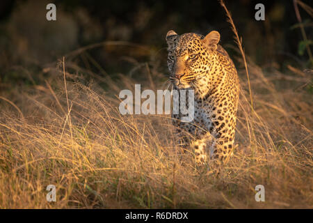 Leopard stands in long grass at dawn Stock Photo