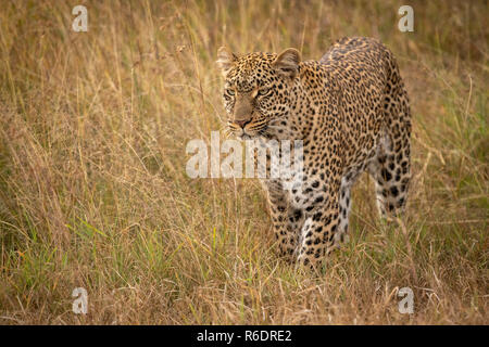 Leopard stands looking ahead in long grass Stock Photo