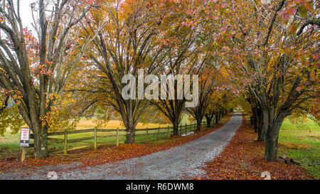 Colorful trees and wooden fence lining coutry lane Stock Photo