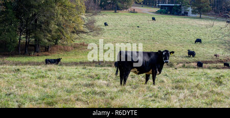 Black Cow standing in pasture with many cows in the background Stock Photo