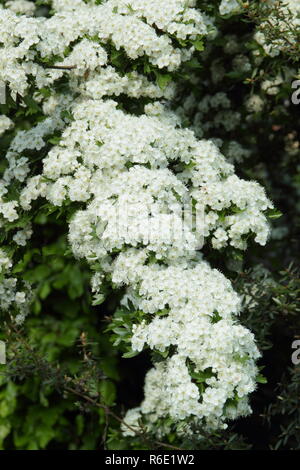 Crataegus monogyna. White spring blossom of common hawthorn in May sunshine, UK Stock Photo