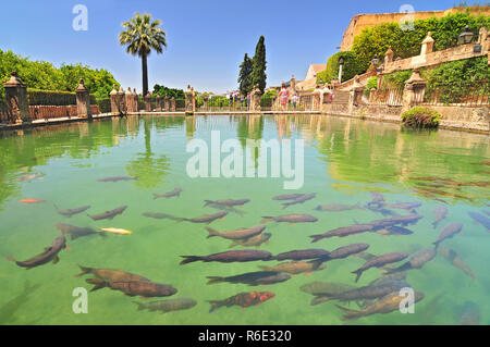 A Fish Pond In Alcazar De Los Reyes Cristianos, Cordoba, Spain Stock Photo