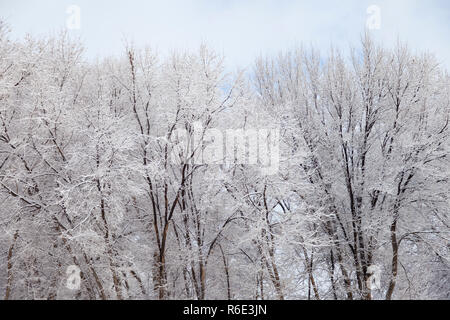 Snow covered trees Stock Photo