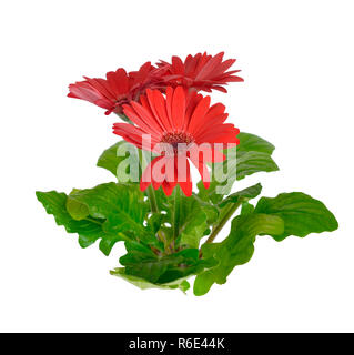 Gerbera isolated on white background. Stock Photo