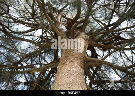 Big tree trunk, taken from below, angle up. Stock Photo