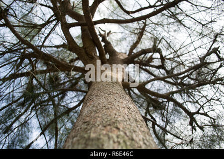 Big tree trunk, taken from below, angle up. Stock Photo