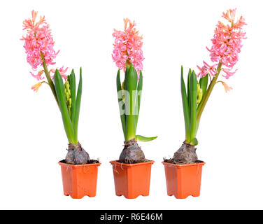 Three pink hyacinth in the pots. Isolated on white background. Stock Photo