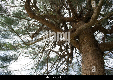 Big tree trunk, taken from below, angle up. Stock Photo