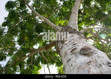 Big tree trunk, taken from below, angle up. Stock Photo