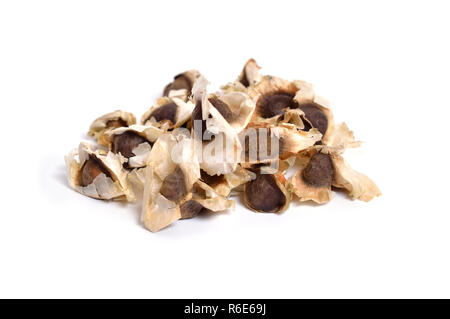 Moringa Oleifera seed isolated on white. Stock Photo
