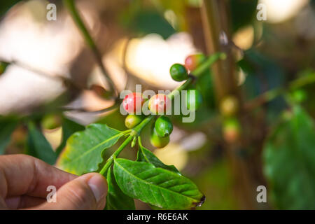 Closeup of green coffee beans on a small organic coffee plantation Stock Photo