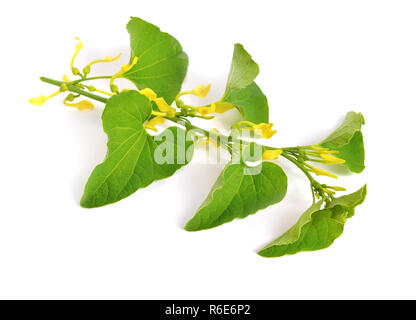 Aristolochia. Its members are commonly known as birthwort, pipevine or Dutchman's pipe. Isolated. Stock Photo