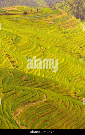 Longji Terraces Rice Fields Near Guilin, Guangxi, China Stock Photo