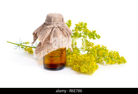 Galium verum, lady's bedstraw or yellow bedstraw. Isolated. Stock Photo