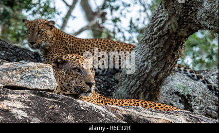Leopards on a rock. The Female and male of Sri Lankan leopard (Panthera pardus kotiya). Sri Lanka. Yala National Park. Stock Photo