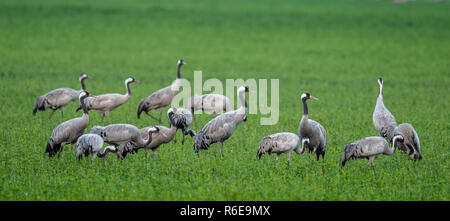 Cranes  in a field foraging.  Green grass background.  Common Crane, Grus grus,  natural habitat. Stock Photo