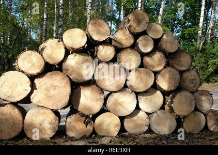 Many sawed pine logs stacked in a pile in the forest on summer day front view closeup Stock Photo