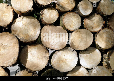 Many sawed pine logs stacked in a pile front view closeup Stock Photo