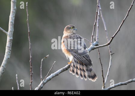 Perched Sparrow hawk. Stock Photo