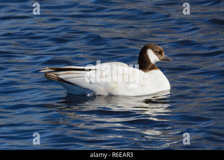 Leucistic cackling goose or Branta hutchinsiiin Colorado swimming on lake Stock Photo