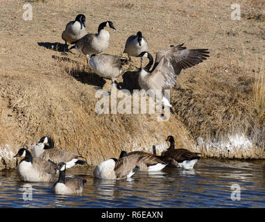 Small flock subdivision of Canada geese or branta canadensis near edge of lake moving onto shore of dry winter grass Stock Photo