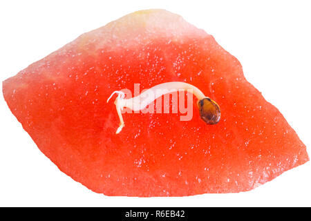 Germ Of A Watermelon Stock Photo