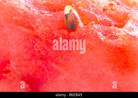 Germ Of A Watermelon Stock Photo