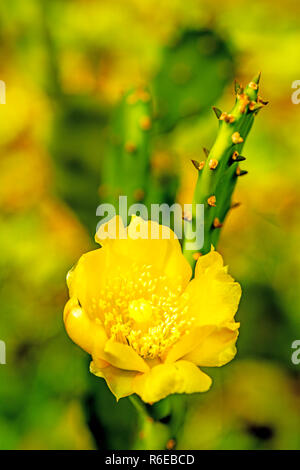 Opuntia Ficus-Indica With Flower Stock Photo