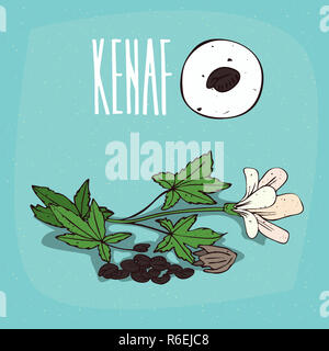 Set of isolated plant Kenaf seeds herb Stock Photo