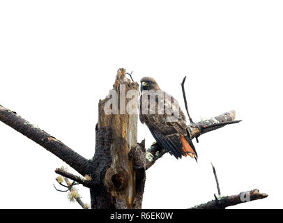 Red tailed Hawk perched on Dead Tree Stock Photo