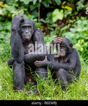 Bonobos in natural habitat on Green natural background. The Bonobo ( Pan paniscus), called the pygmy chimpanzee. Democratic Republic of Congo. Africa Stock Photo