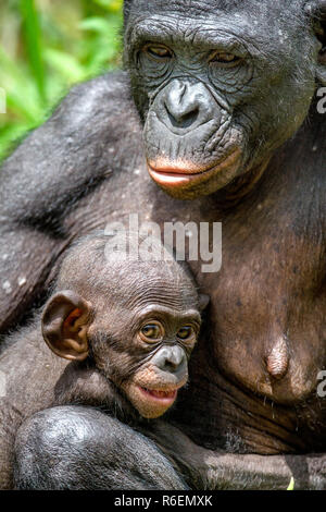 Close up Portrait Mother and Cub of Bonobo in natural habitat. Green natural background. The Bonobo ( Pan paniscus), called the pygmy chimpanzee. Demo Stock Photo