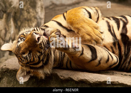 Bengal Tiger (Panthera Tigris), Bangkok Zoo, Thailand Stock Photo