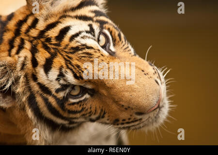 Bengal Tiger (Panthera Tigris), Bangkok Zoo, Thailand Stock Photo