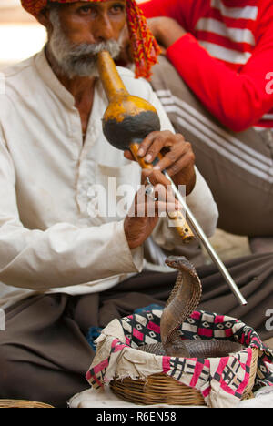 Snake Charmer Playing Instrument For Cobra In A Basket, Delhi India Stock Photo