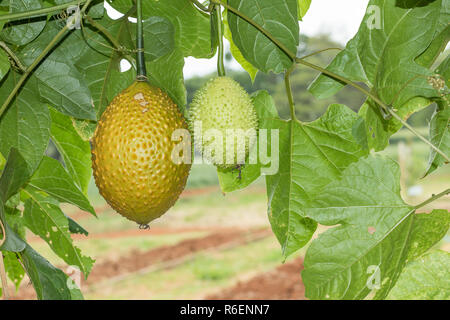 Spring Bitter Cucmber or Gac fruit Stock Photo