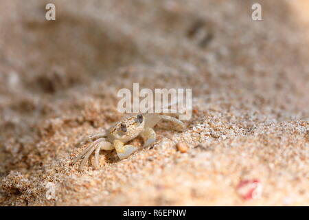 ghost crabs on the beach of koggala in sri lanka Stock Photo