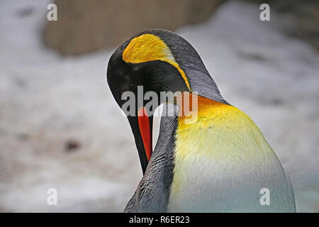 Calgary Zoo King Penguins. From Antarctica to Alberta, Canada Stock Photo