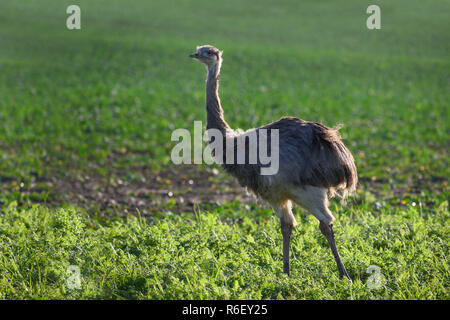 Wild american greater rhea or nandu (Rhea americana) on a field in Mecklenburg-Western Pomerania, Germany. A small group of these ratites escaped 2000 Stock Photo