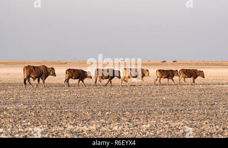 herd of cattle on Makgadikgadi Pan, Nwetwe Pan in Botswana. Stock Photo